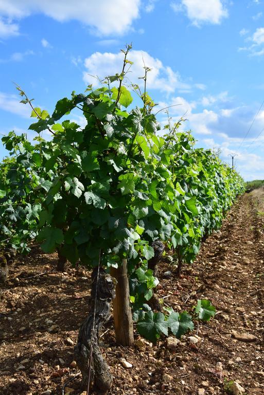 Apartmán La Route Des Vins Beaune  Exteriér fotografie